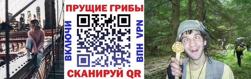 наркошоп  Аткарск  Псилоцибиновые грибы Psilocybine cubensis 